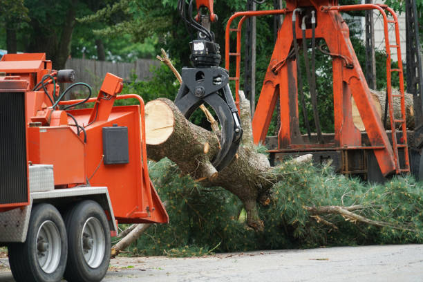 Best Tree Maintenance Programs  in Kingstowne, VA