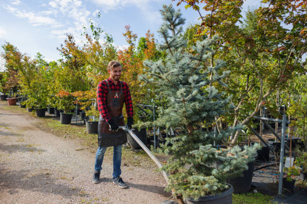 Best Tree Trimming and Pruning  in Kingstowne, VA