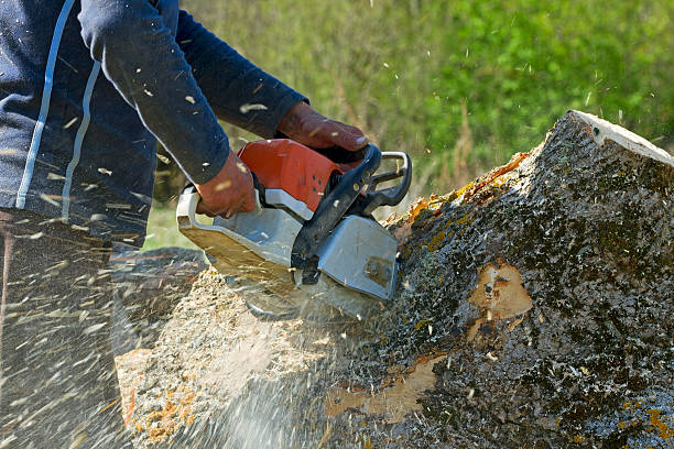 Best Lawn Renovation and Restoration  in Kingstowne, VA